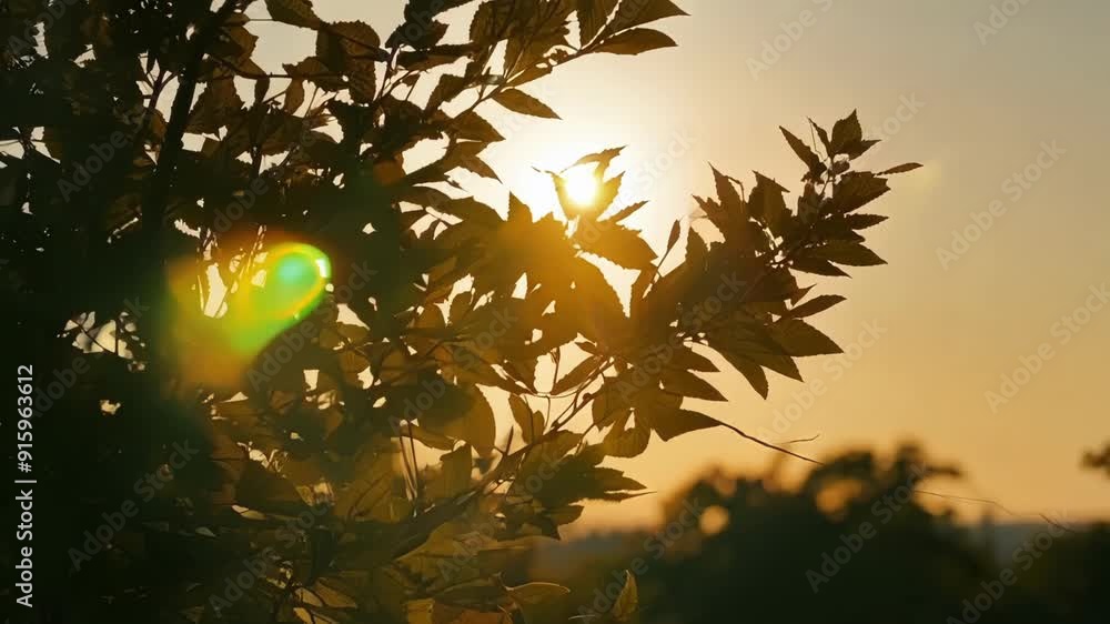Poster the warm rays of the setting sun glistening through the leaves of a tree creating a soft and romanti