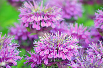 Wild bergamot (Monarda fistulosa)