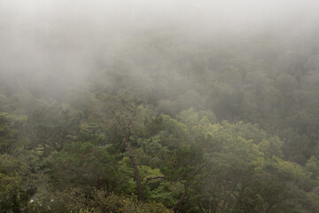 A misty forest with the fog swirling through the trees A perfect escape into nature