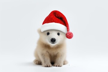 Obraz premium polar bear in a festive cap on a white background,
