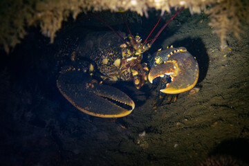 Beneath the Wreck: Lobster's Refuge