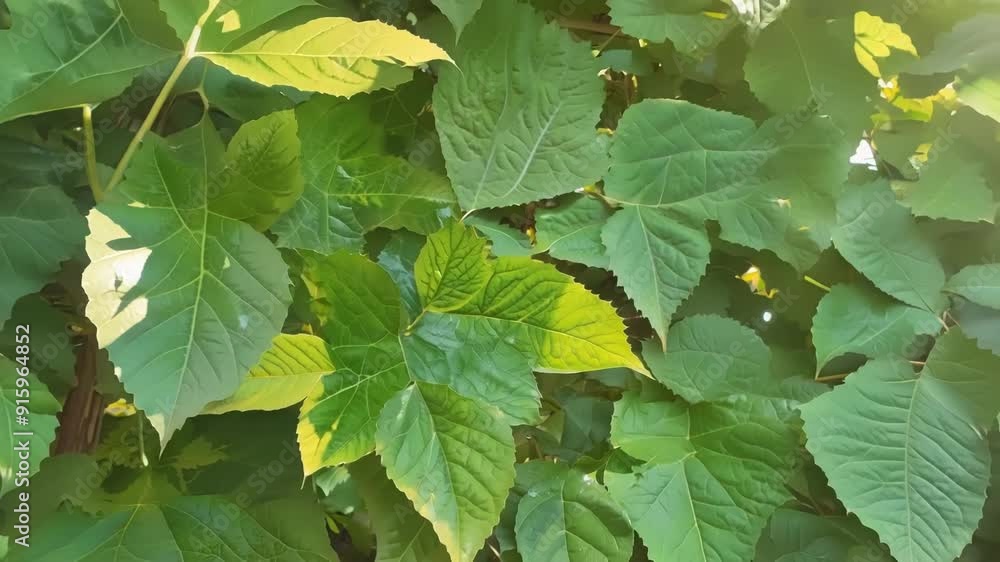 Poster Zoomed in footage of ivy leaves each with unique patterns and shades of green creating a beautiful mosaic.