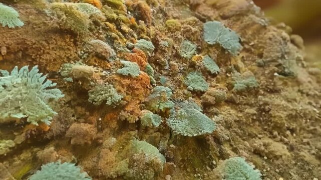 A closeup of a diverse community of lichens each with their own unique shape size and color thriving together on a sunwarmed rock.