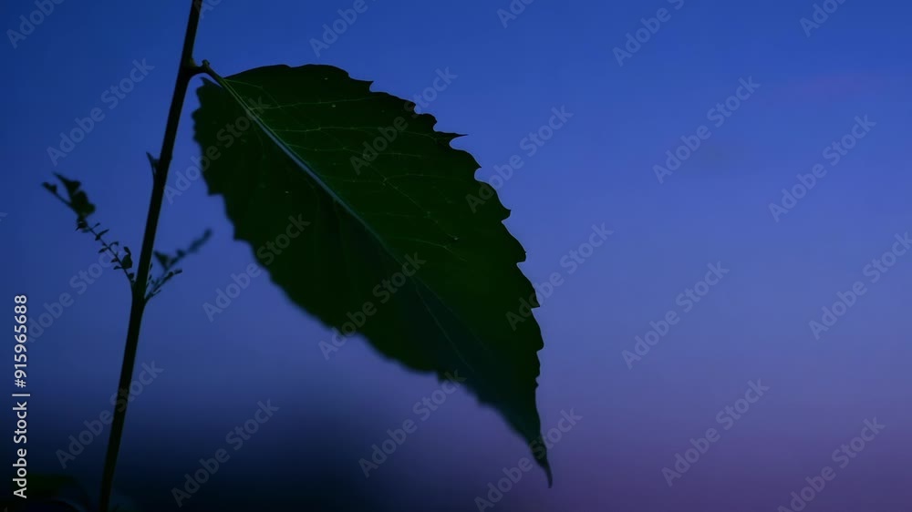 Poster a closeup of a crisp green leaf trembling in the early morning breeze as the sky transforms from a d