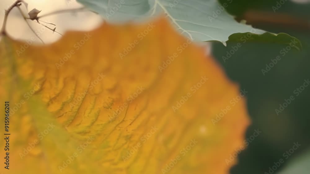 Poster Closeup footage captures the delicate process of a leafs transformation from its initial stages of pale green to its final stage of warm golden hues.