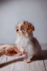 Studio portrait of white maltese adorable puppy. Portrait of a small dog. Small puppy of toypoodle breedon a light wooden background. Cute dog and good friend. My friend maltipu poses.