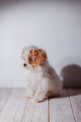 Studio portrait of white maltese adorable puppy. Portrait of a small dog. Small puppy of toypoodle breedon a light wooden background. Cute dog and good friend. My friend maltipu poses.