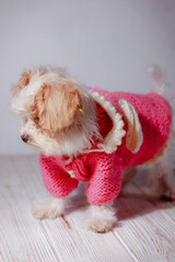 Studio portrait of white maltese adorable puppy. Portrait of a small dog. Cute pink sweater with a...