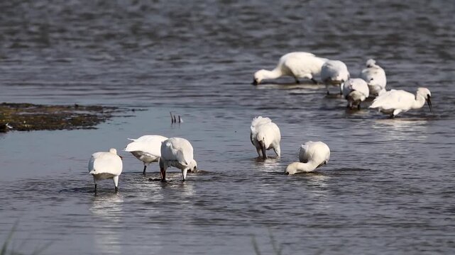 Spoonbills - large beautiful hungry white birds with spoon-shaped bills and long-legs. They are searching for food in the Marshlands of East Anglia