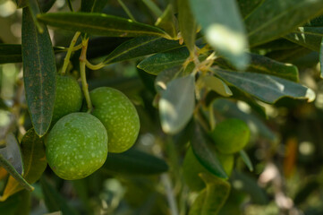 Round green olives attached to the tree