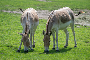 Onager - ungulate outside in the paddock.