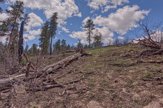 Fire scorched pine trees near Atoko Point, North Rim, Grand Canyon National Park, Arizona, USA