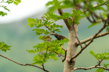 Fototapeta premium little bird singing on the tree in massvassbu in the fjord of andalsnes in norway