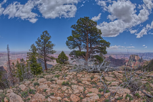Fire scorched pine trees near Atoko Point, North Rim, Grand Canyon National Park, Arizona, USA