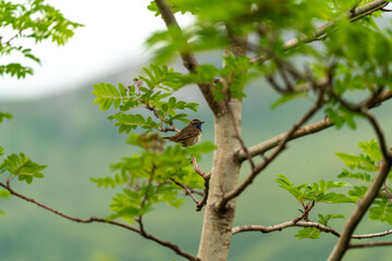 little bird singing on the tree in massvassbu in the fjord of andalsnes in norway