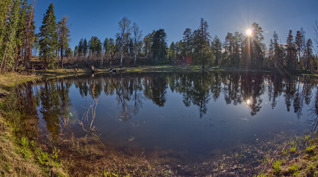 Trees along edge of Greenland Lake at dusk, North Rim, Walhalla Plateau, Grand Canyon, Arizona, USA