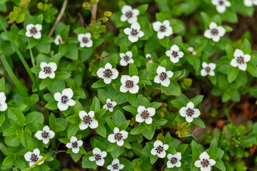 single white flower in the woods of andalsnes massvassbu in the fjord of norway
