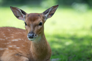 Detail of a doe's head in nature.