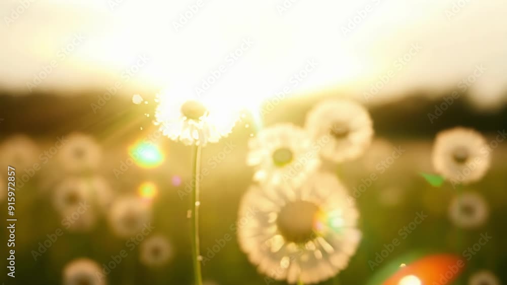 Poster sunlight peeking through the clouds and giving a soft warm glow to a field of dandelions while lens 