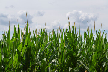 Corn plants in a field in the heat of summer.