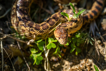 Close-up of Pacific gopher snake (Pituophis catenifer catenifer)