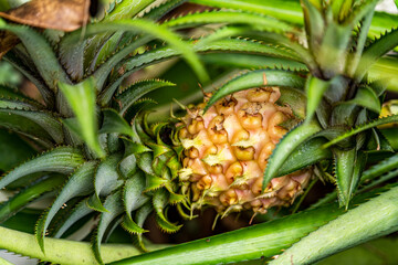 Obraz premium Close up of young pineapple fruit growing in a field