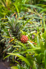 Close up of young pineapple fruit growing in a field