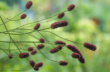 Großer Wiesenknopf (Sanguisorba officinalis)