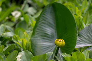 The yellow gorse and its flower and leaf.