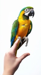 Fototapeta premium parrot isolated on white background