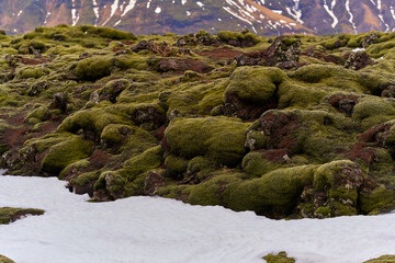 Green moss growing on volcanic lava rocks in iceland