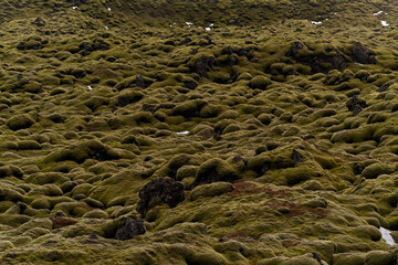 Green moss growing on lava field in iceland