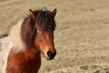 Fototapeta premium Icelandic horse standing on a meadow looking away