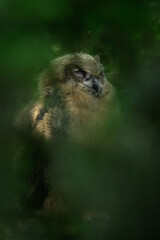 Young long-eared owl in green concept.