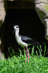 Screeching American bird outdoors in nature.