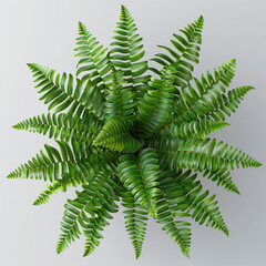Fototapeta premium plant 