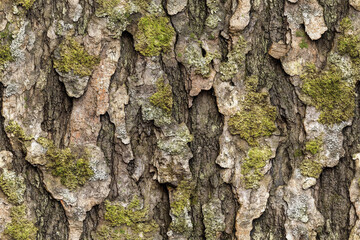  tree bark with moss background wall texture pattern seamless wallpaper