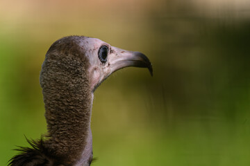 Close-up on the head of a capuchin vulture outdoors in nature.