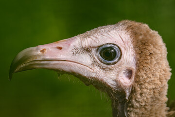 Close-up on the head of a capuchin vulture outdoors in nature.