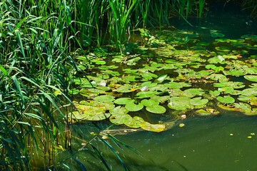 Poznań, Cybina Valley, a section of the river with lush aquatic vegetation in the summer sun
