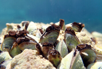 Endemic freshwater clam in Ohrid  lake, underwater photography - Dreissena sp. © Kolevski.V
