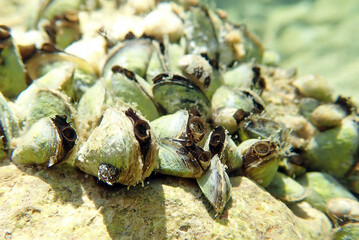 Endemic freshwater clam in Ohrid  lake, underwater photography - Dreissena sp.