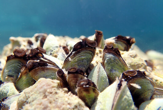 Endemic freshwater clam in Ohrid  lake, underwater photography - Dreissena sp.