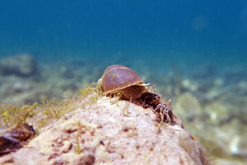Freshwater snail in Ohrid Lake, underwater image - Radix auricularia