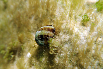 Freshwater and brackish water snail - Theodoxus fluviatilis (rare image)