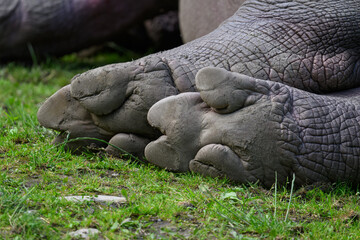 Fototapeta premium The lower part of the legs of a hippopotamus.