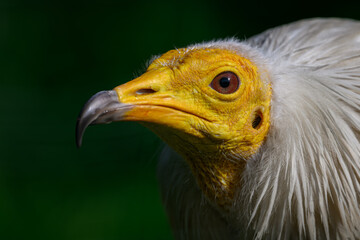 Vulture scavenger portrait with dark background.