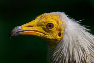 Vulture scavenger portrait with dark background.