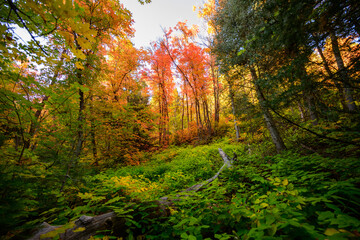 Fall colors in the mountains