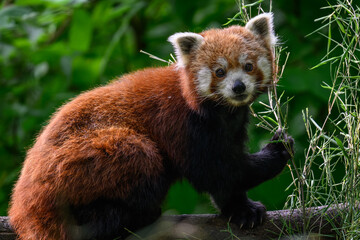 Red panda on a branch.